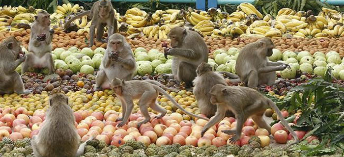 جشنواره ضیافت میمون تایلند