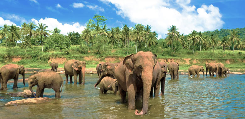جاذبه های گردشگری تور سریلانکا
